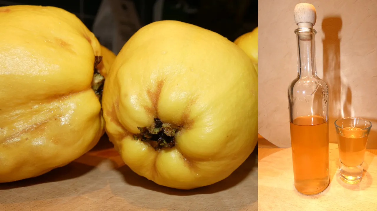 Homemade quince tincture a vitamin bomb trapped in alcohol