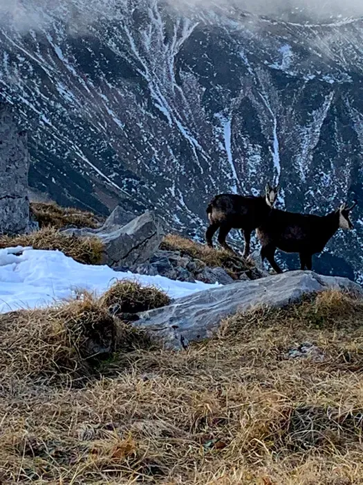 Kozice na Czerwonych Wierchach, Tatry Zachodnie