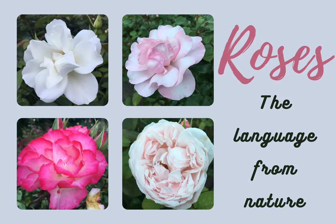 roses.jpg