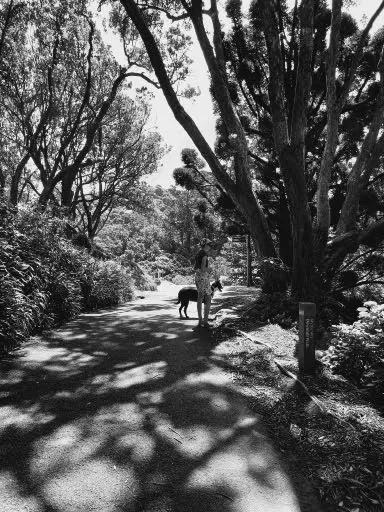 walking the dog