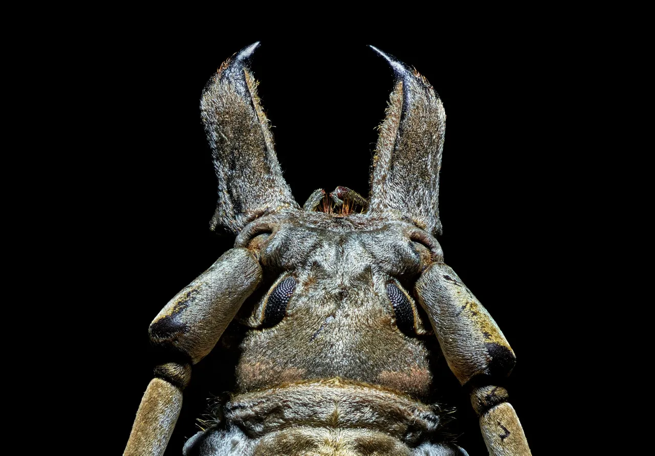 Amazing Microscope Pictures of Insects by Levon Bliss