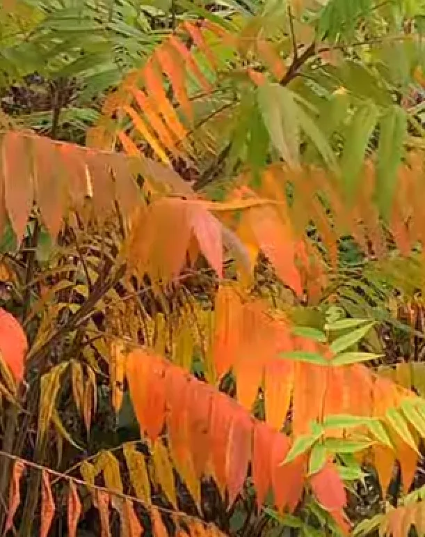 'Sumac' the natural medicine, healing for years!