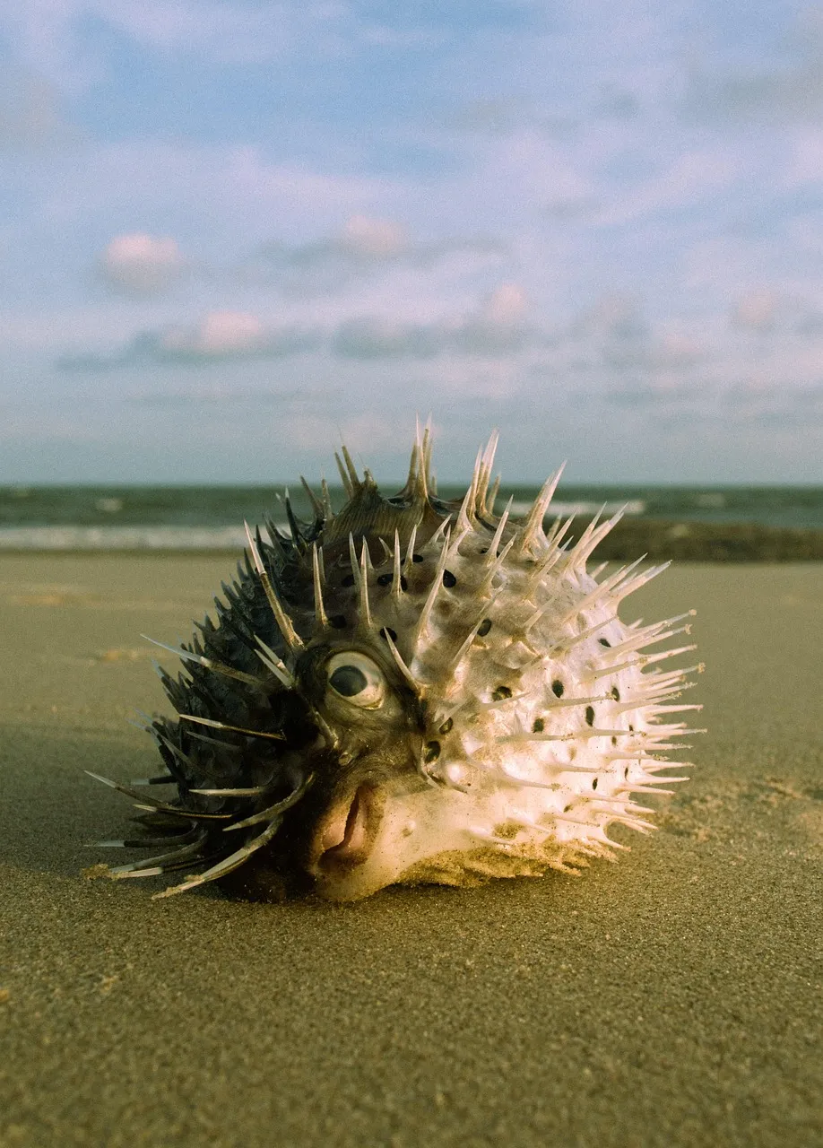 puffer.jpg