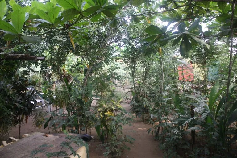Garden.jpg