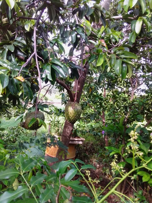 guana1.jpg
