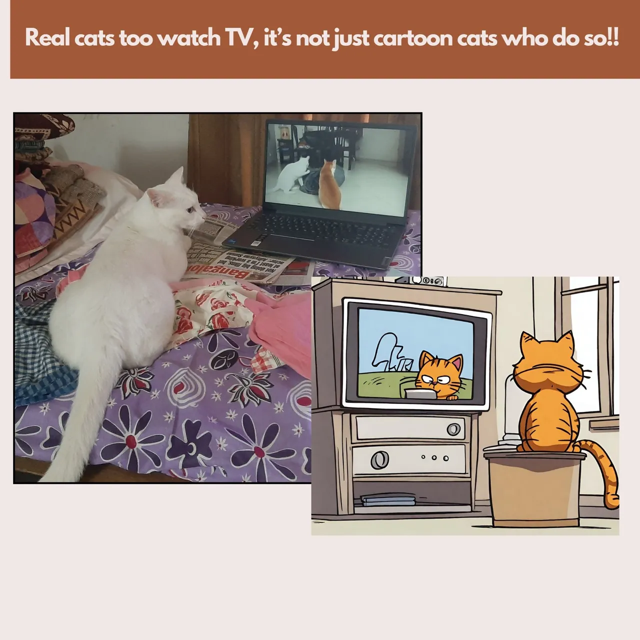 tv_cat.jpg