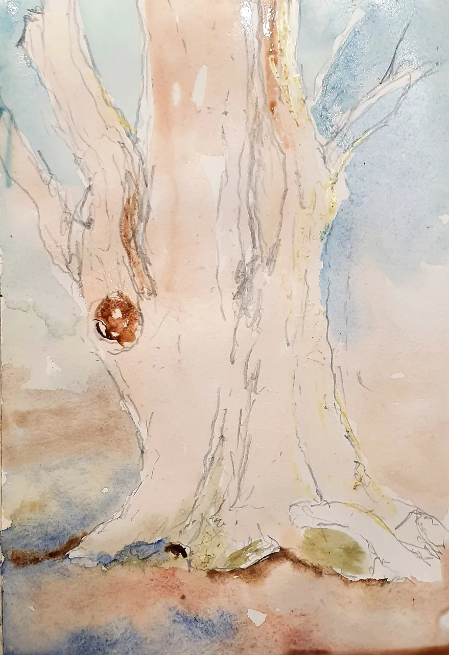 albero.jpg