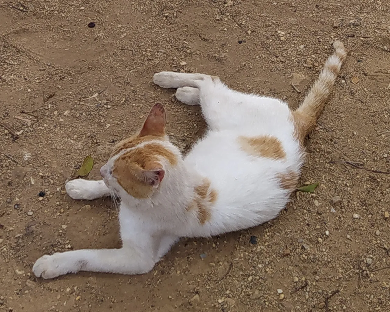 gato6+.jpg