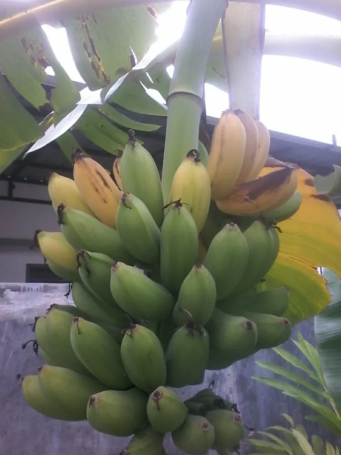 pisang.jpg