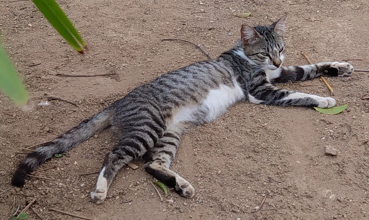 gato2+.jpg