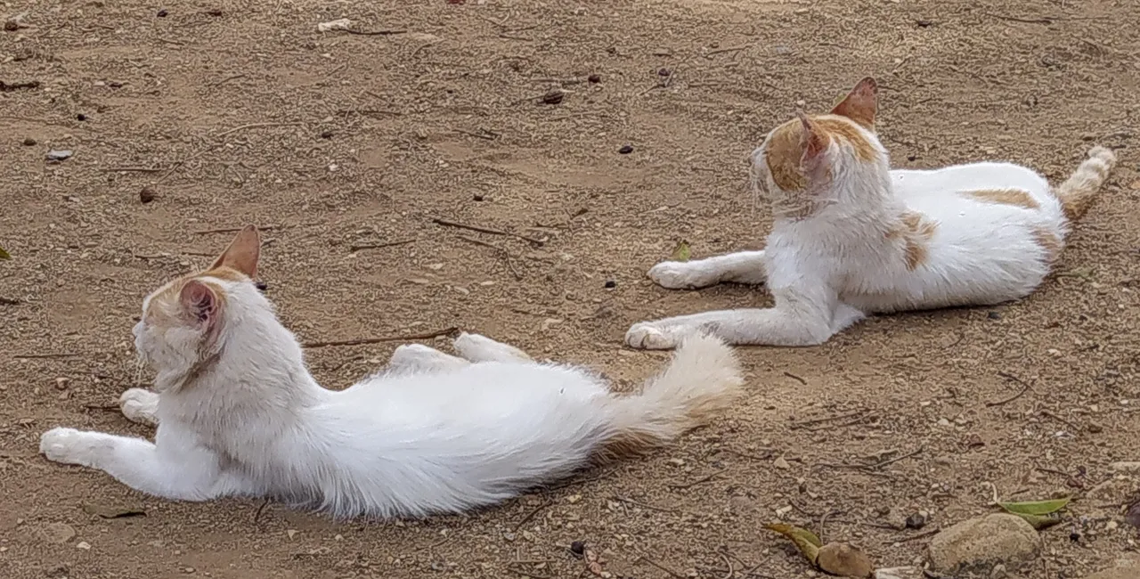 gato3+.jpg