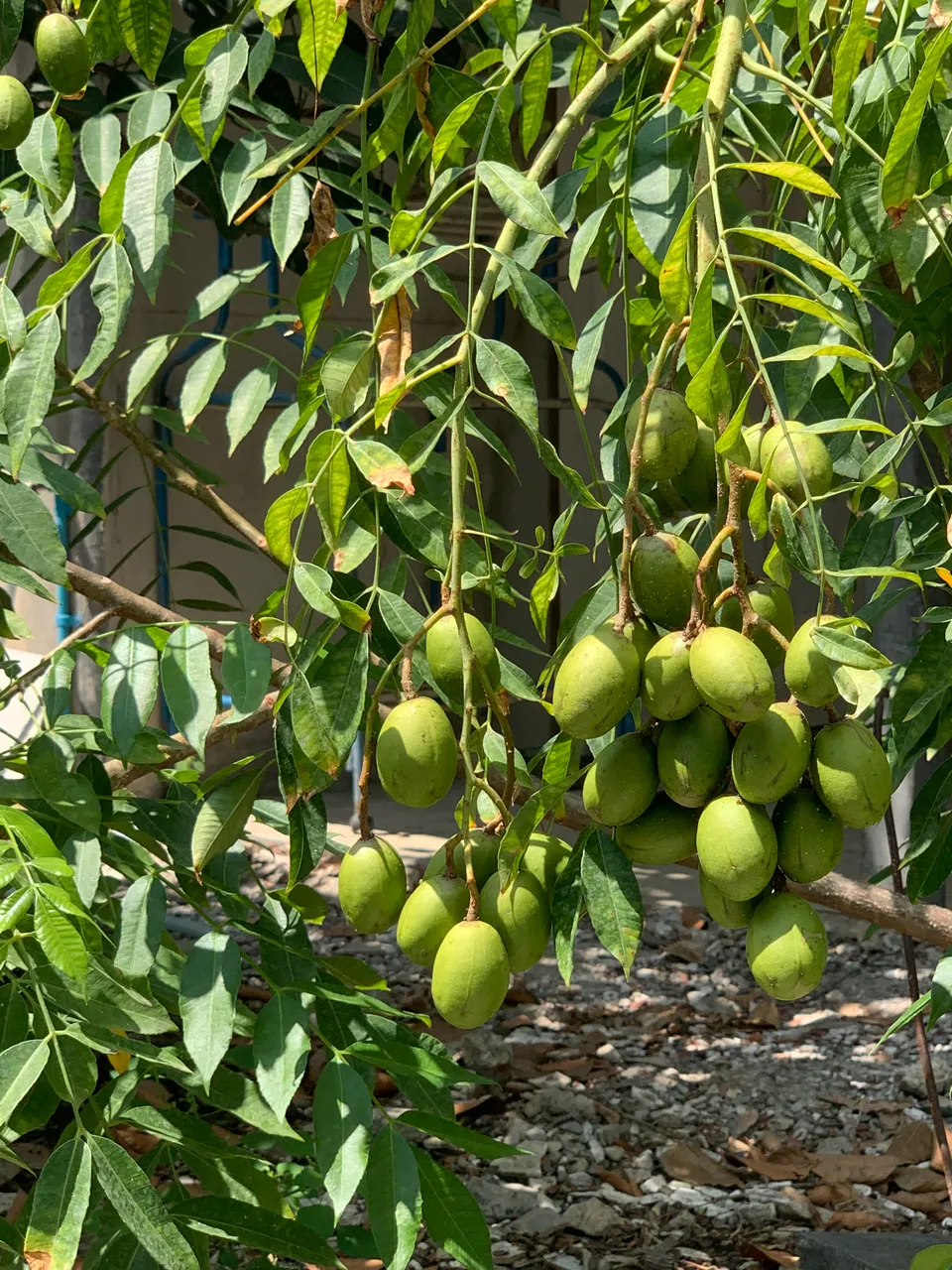 fruit2.jpg