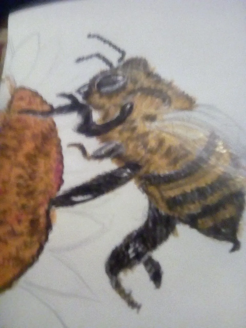 abeja5.jpg