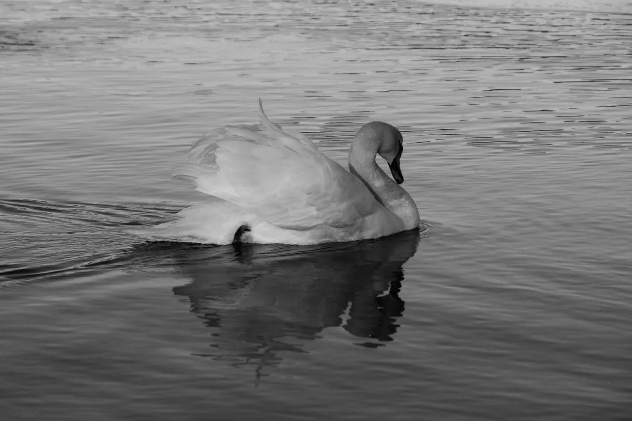 DSC_99.jpg