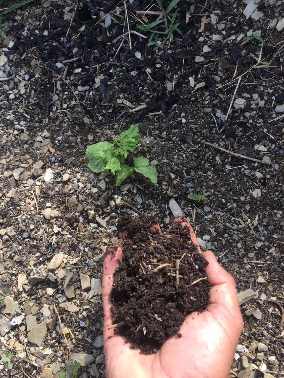 plant.jpeg
