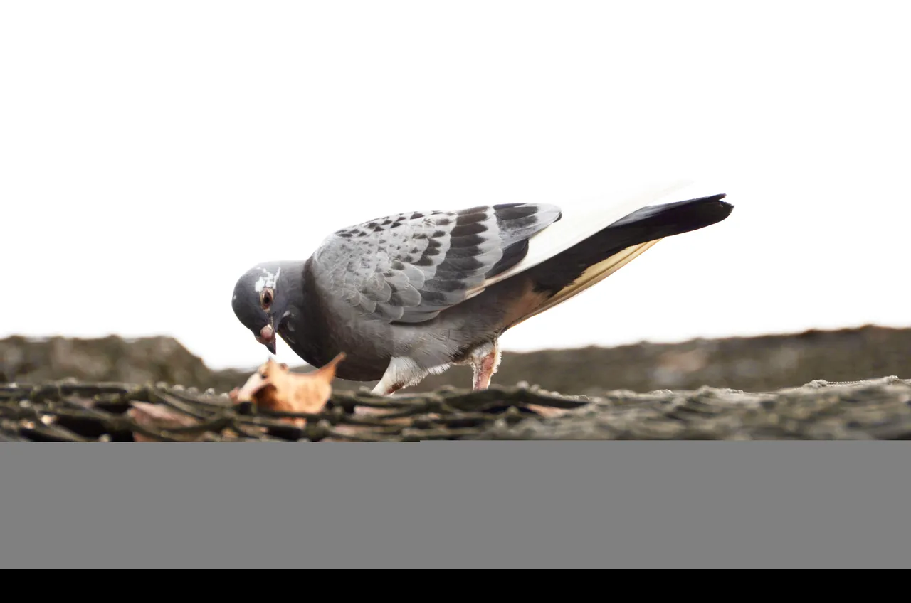 Dove 2.jpg