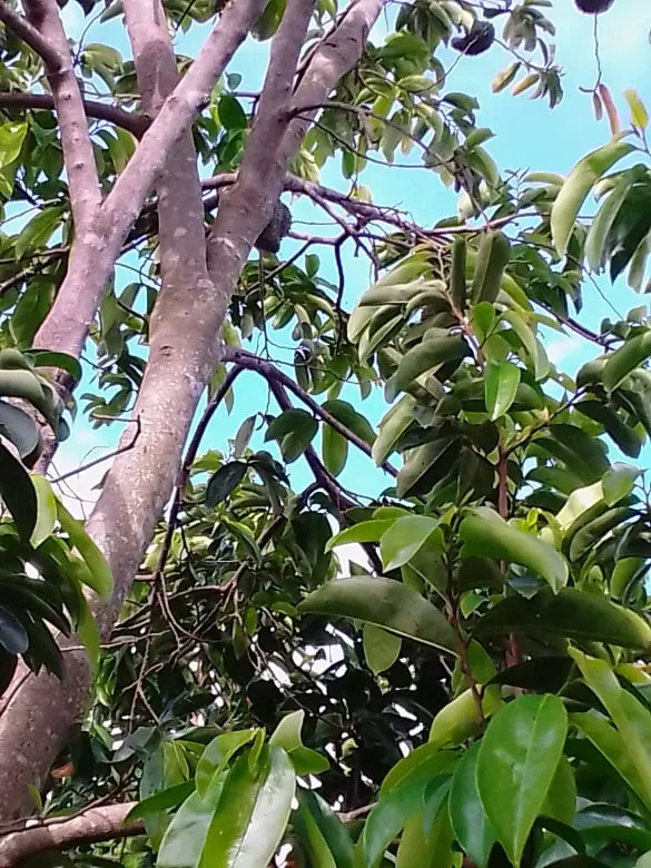 guana4.jpg