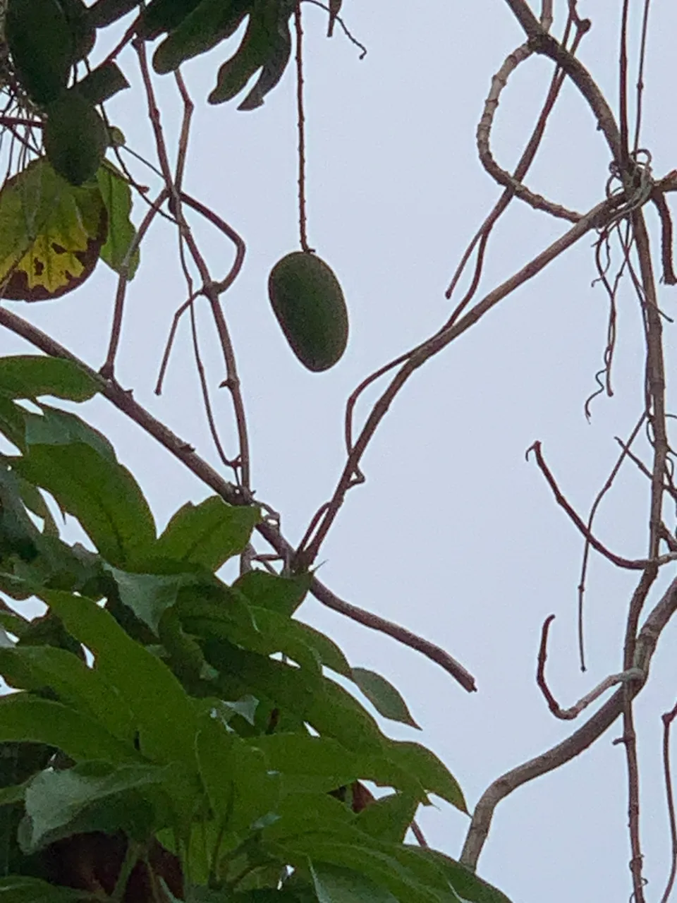 fruit6.jpg