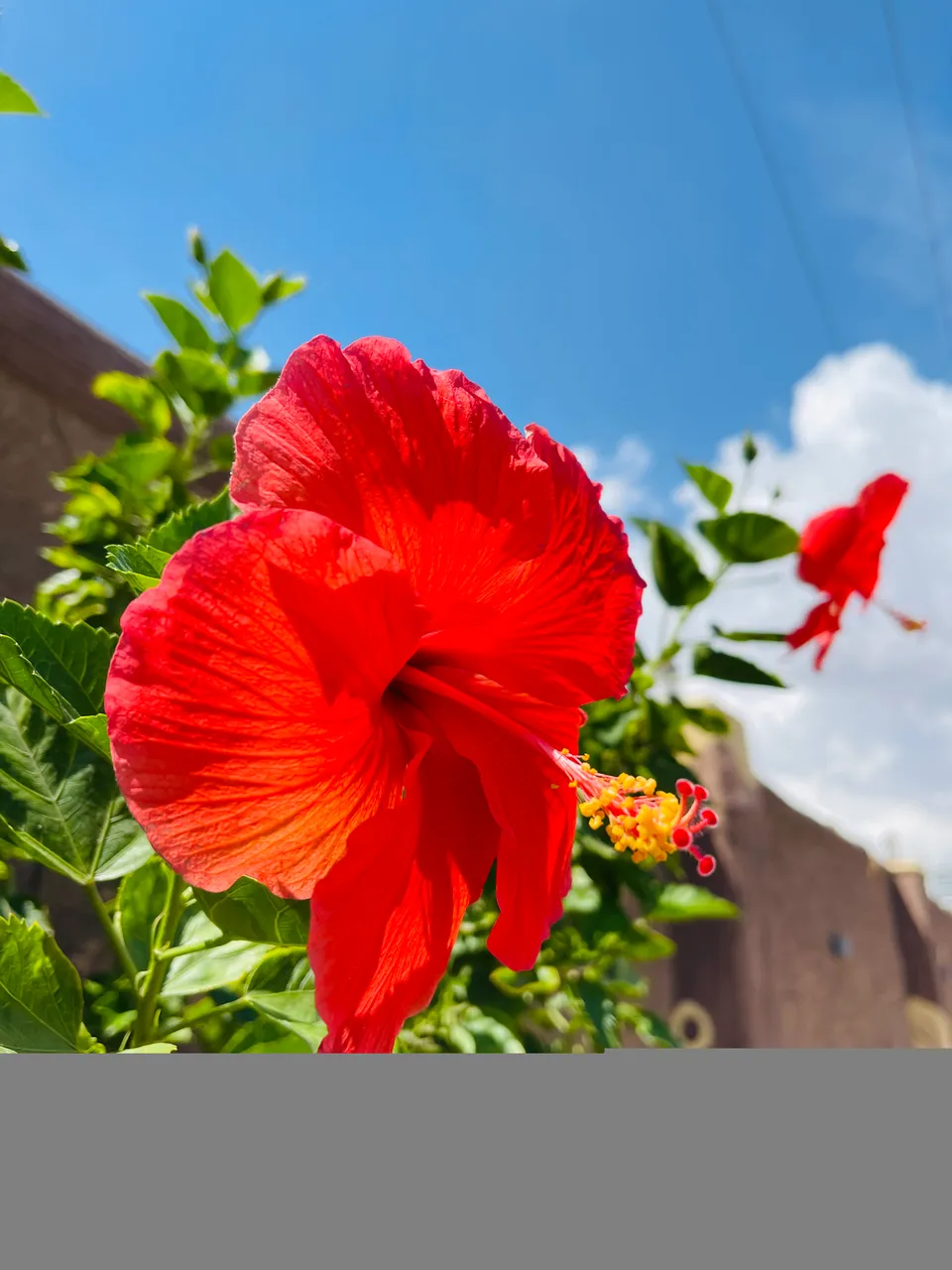 Red hibiscus flowers (Hibiscus rosasinensis) photographed in AlZu...
