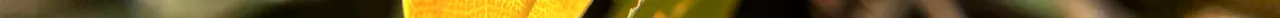 f2 (2).png