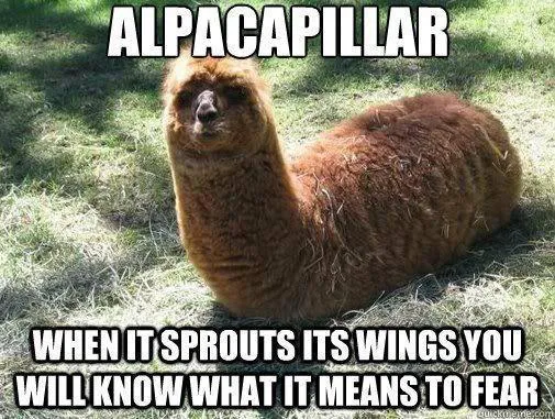 alpaca.png