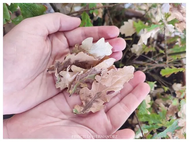leaves.jpg