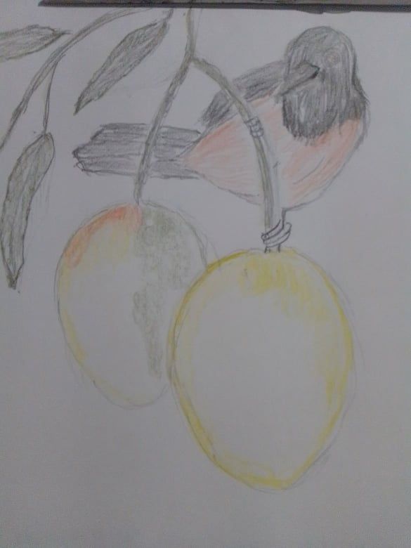 mango8.jpg