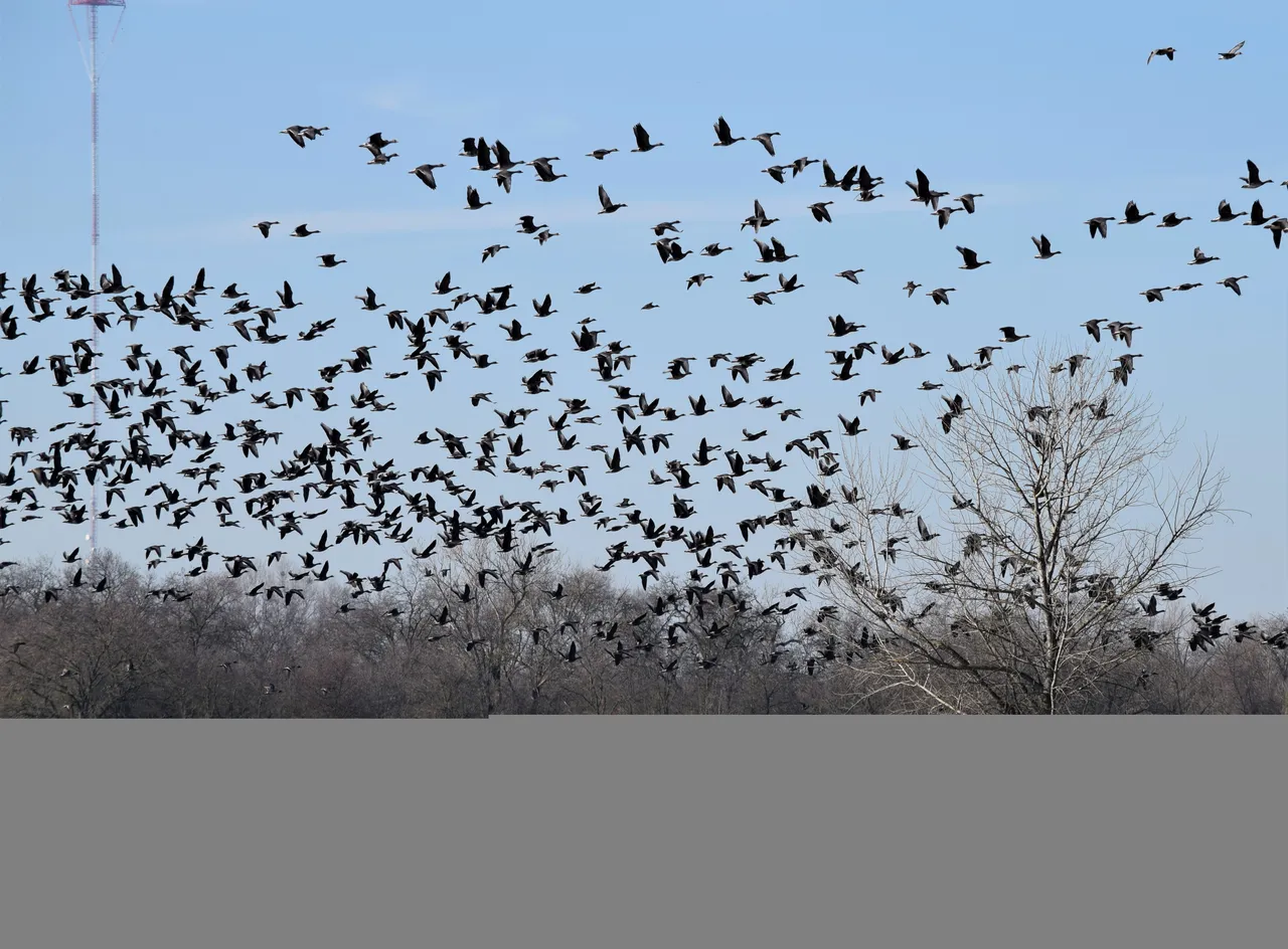 geese4.jpg