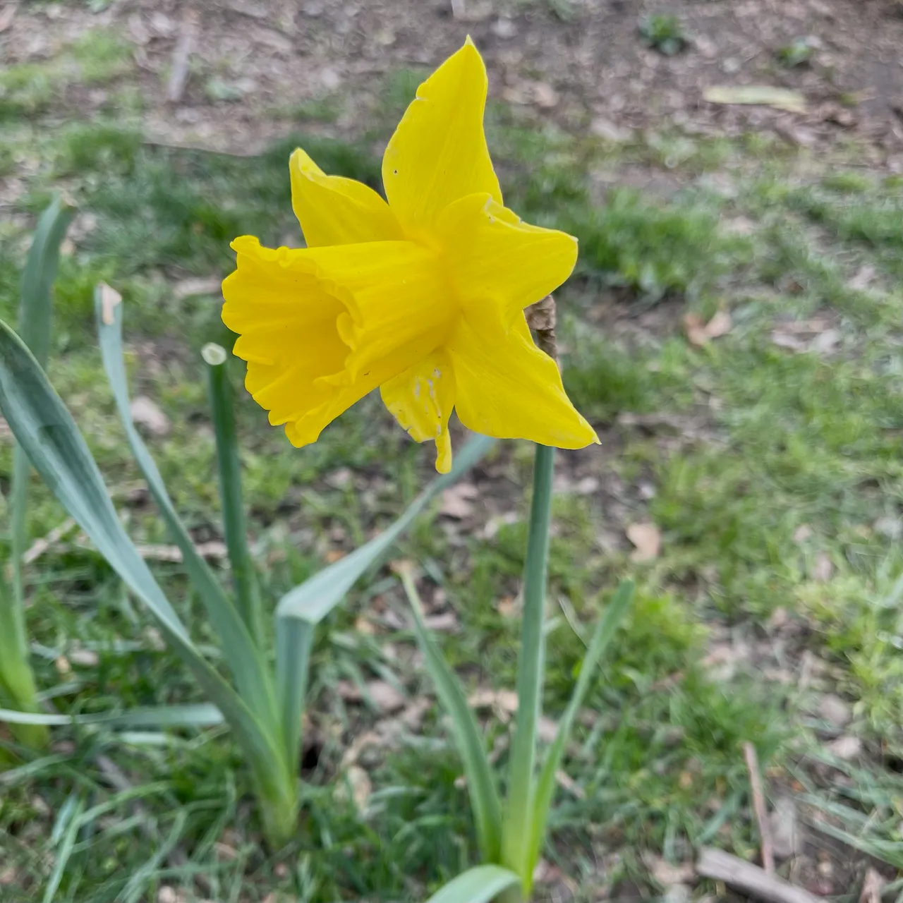 daff1.jpeg