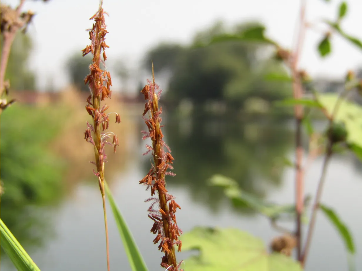grass7.jpg