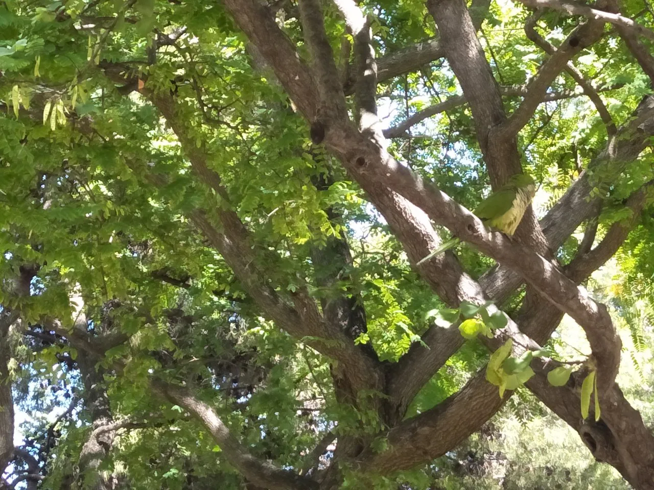 parrots.jpg
