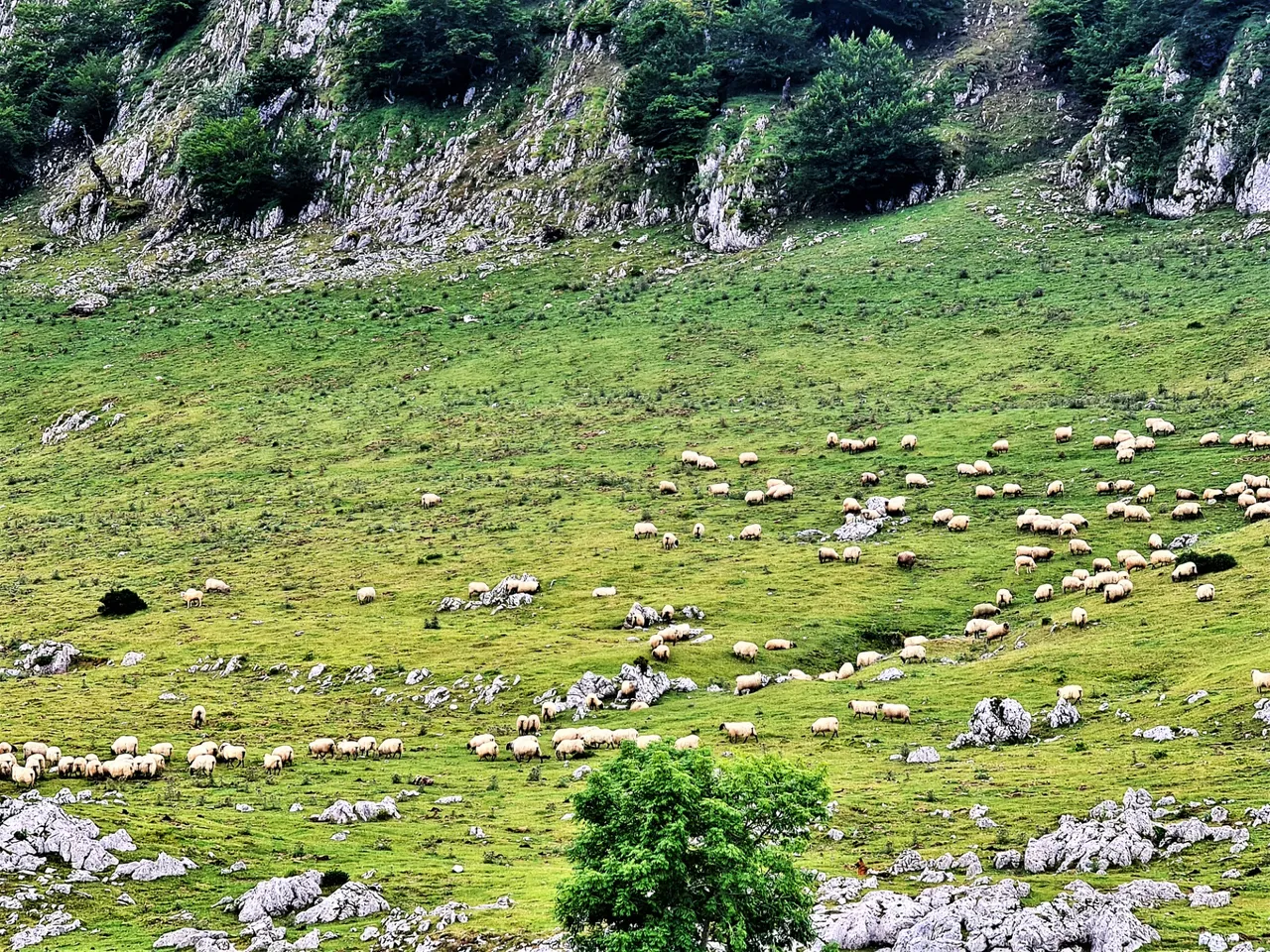 To watch the sheepdog maneuvering to control the floack of sheep is a show.