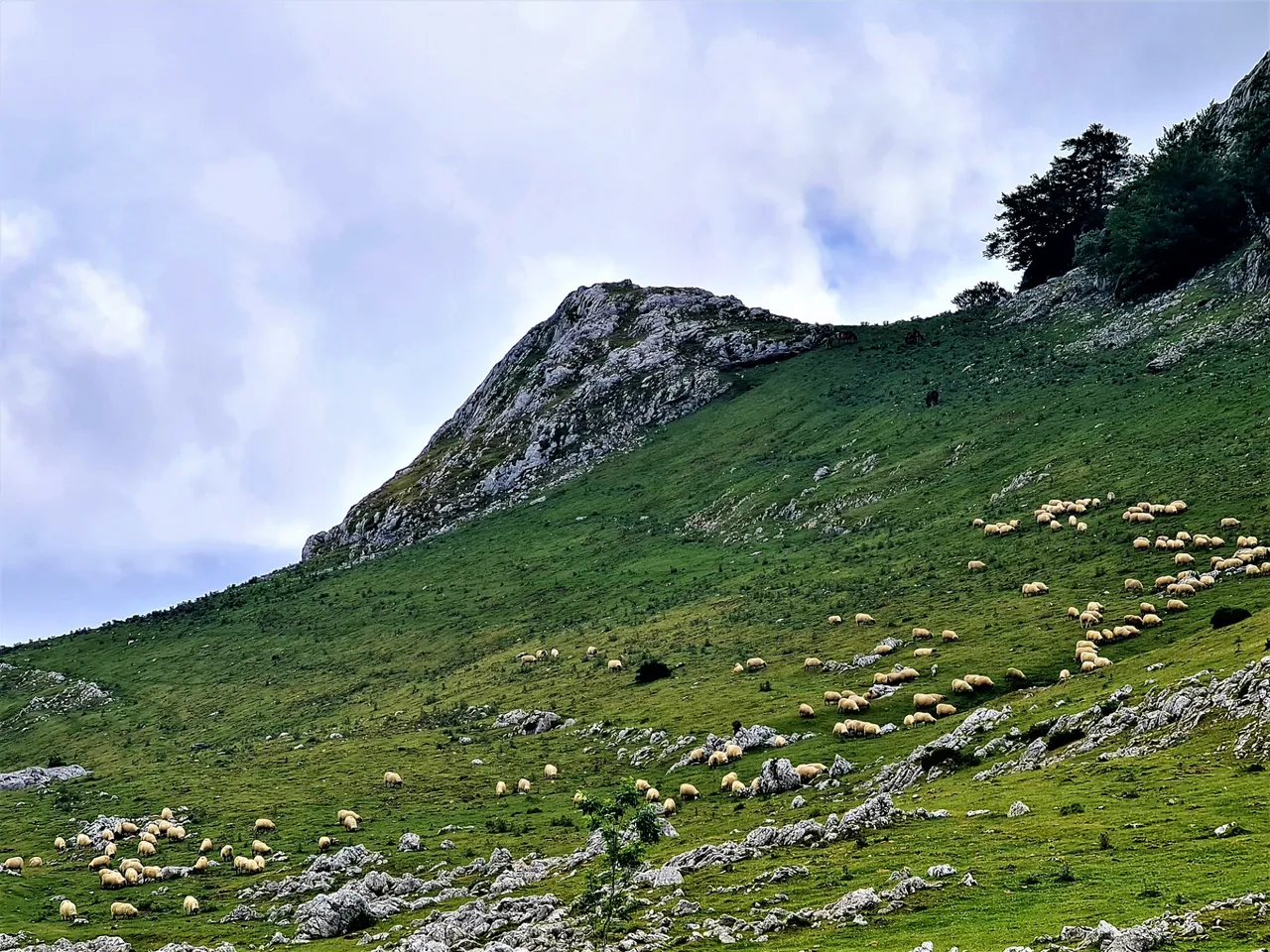 Latxa sheep grazing in Aizkorri-Aratz Natural Park.