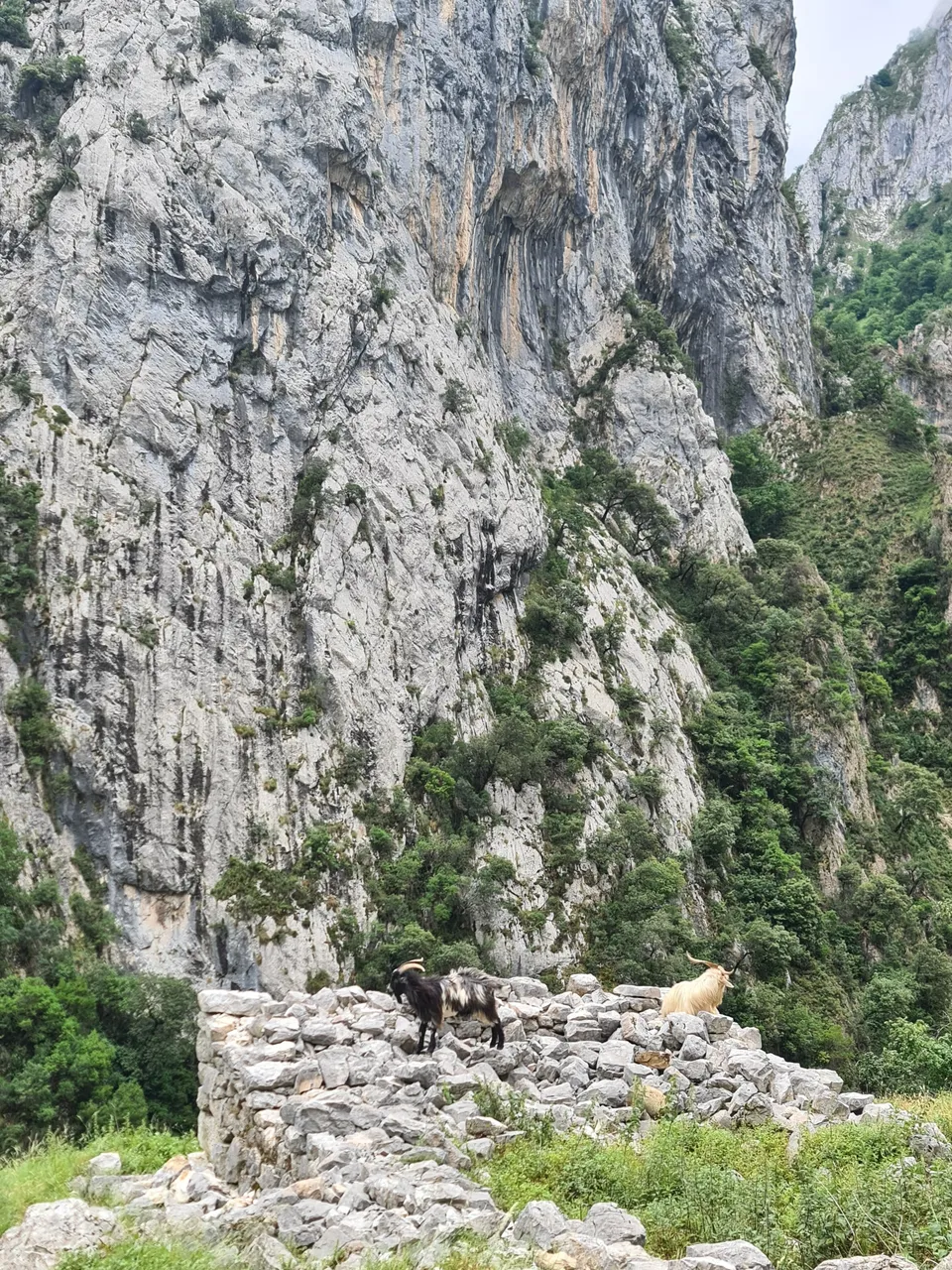 Chamois came climbing from the depths of the chasm.