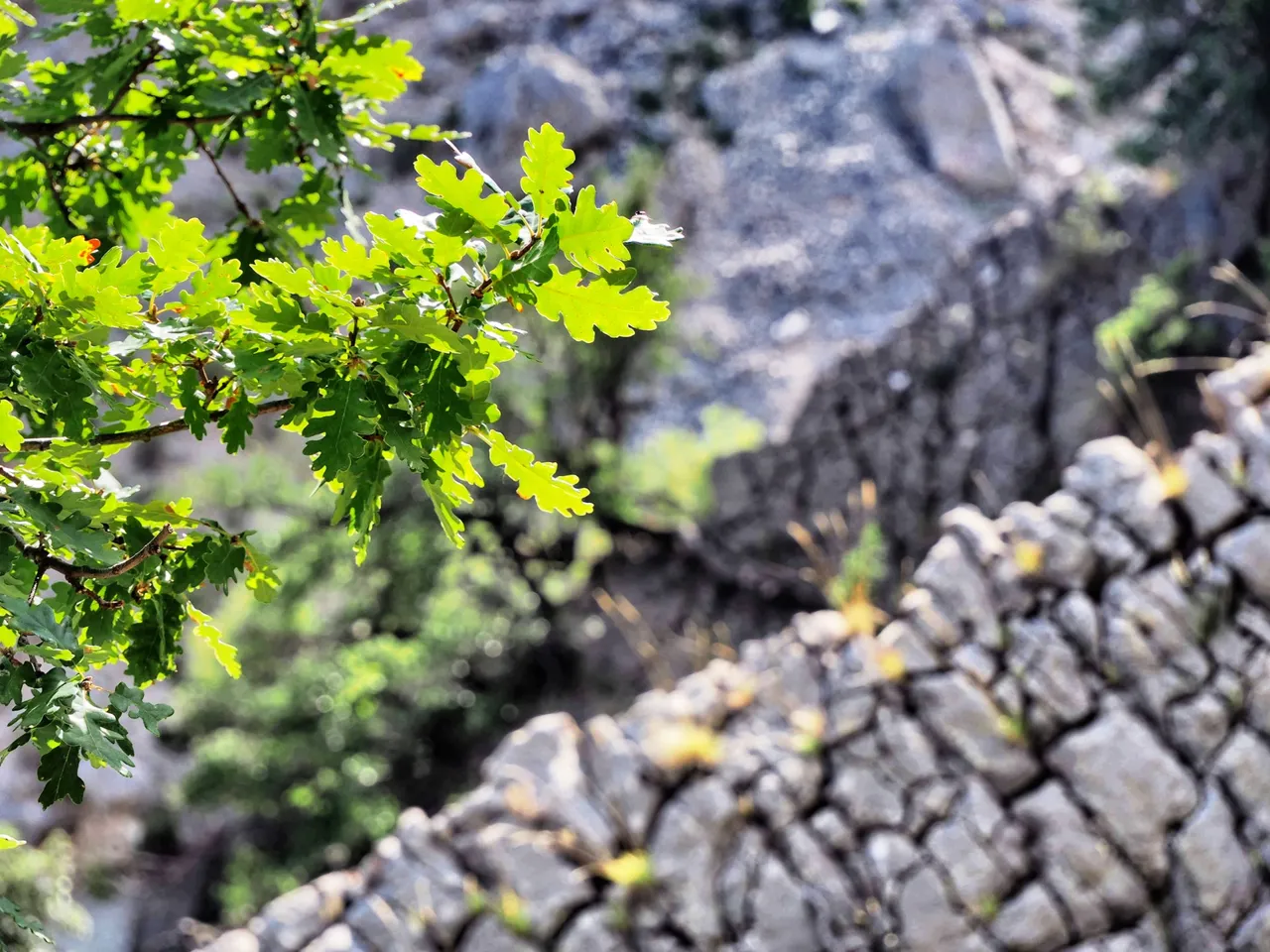 Youngs leafs, old stones