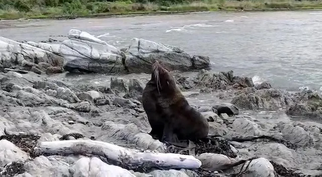 Seal spotting in Kaikoura