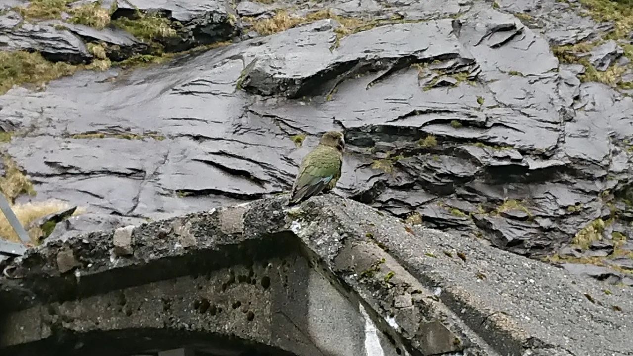 Kevin the Kakapo Parrot!