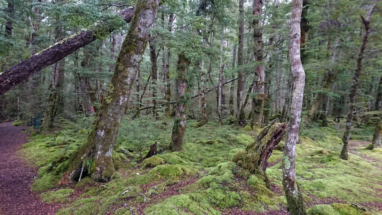 The forest at the beginning of the Keplar Track...