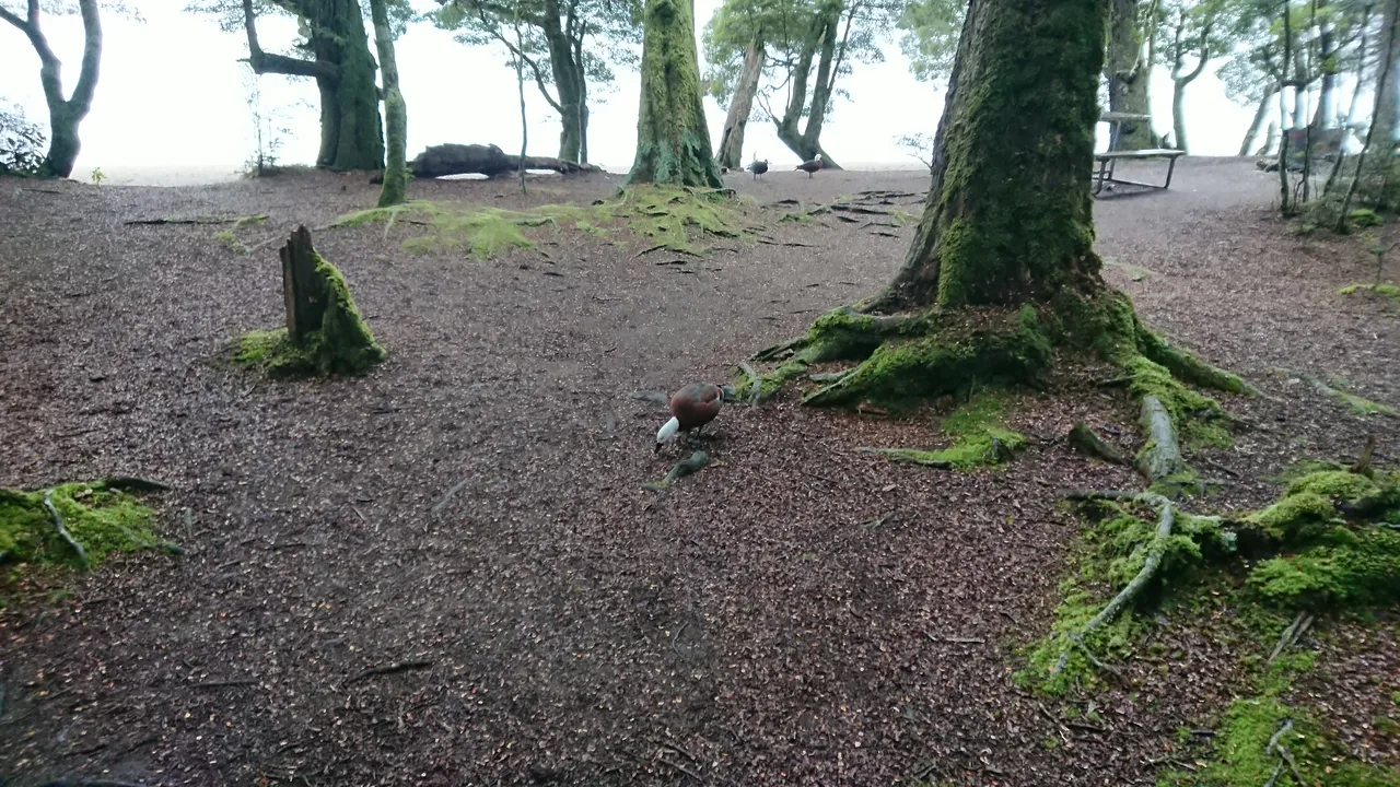 ...the curious duck sniffing around for food.