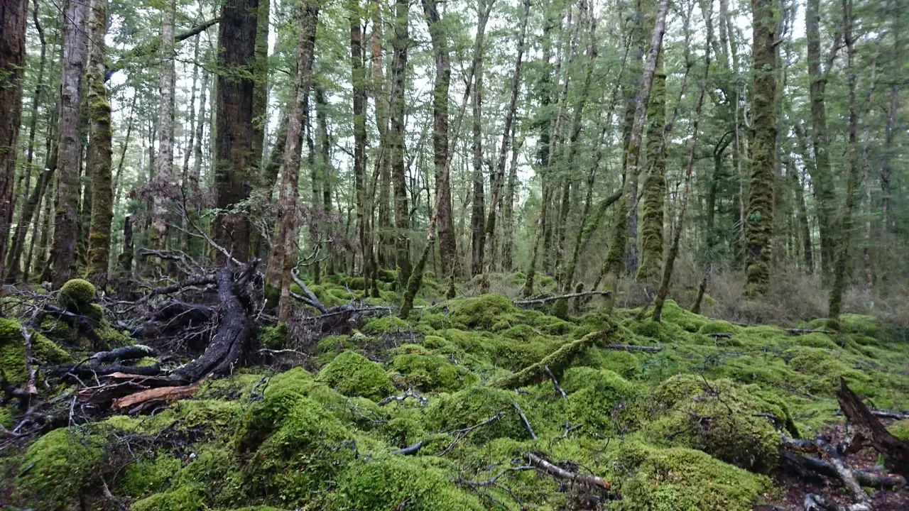 The surrounding forest on the track becomes really dense...