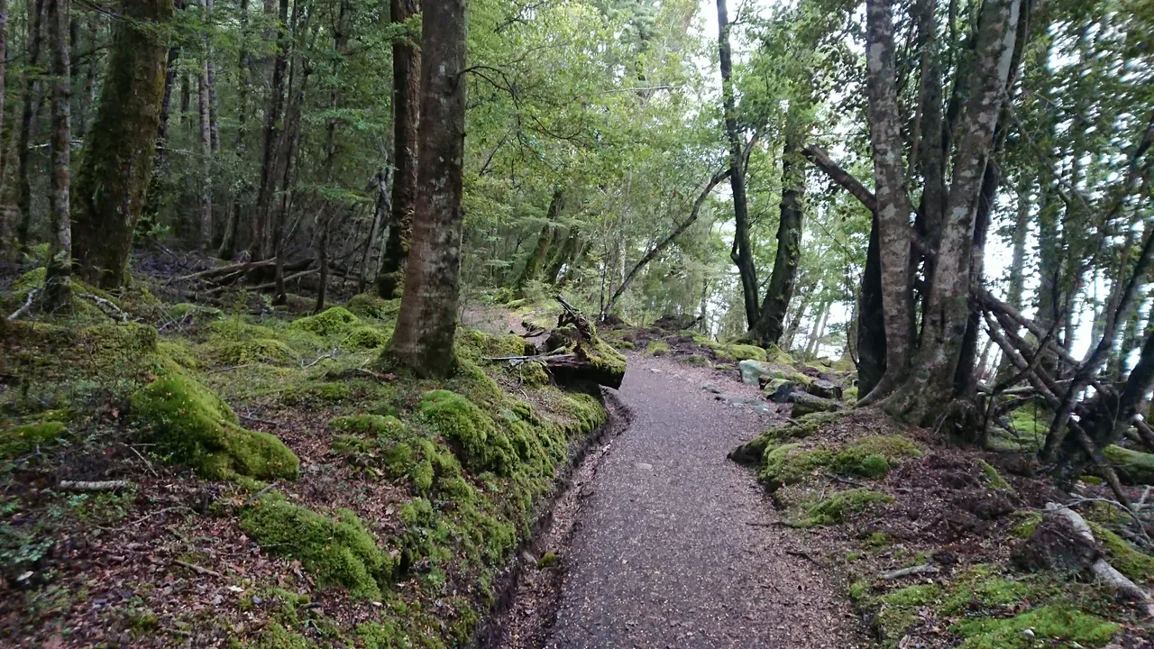 ...but you can see the lake through the trees as the path continues 3km in to the walk - I wonder if that du...