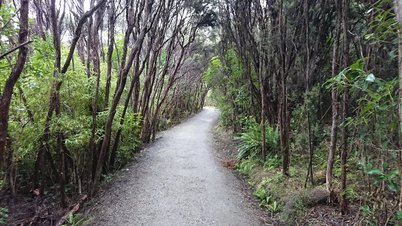 Shortly after the sanctuary is this tunnel of trees to get through...