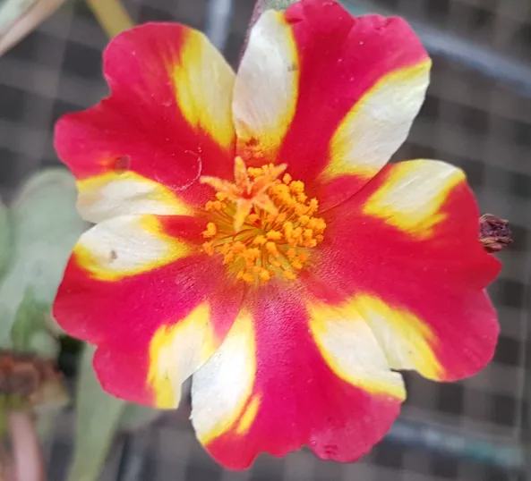 Portulaca Oleracea Moss Rose with a raindrop on it.