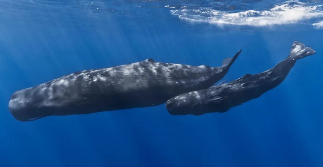 whale.JPG
