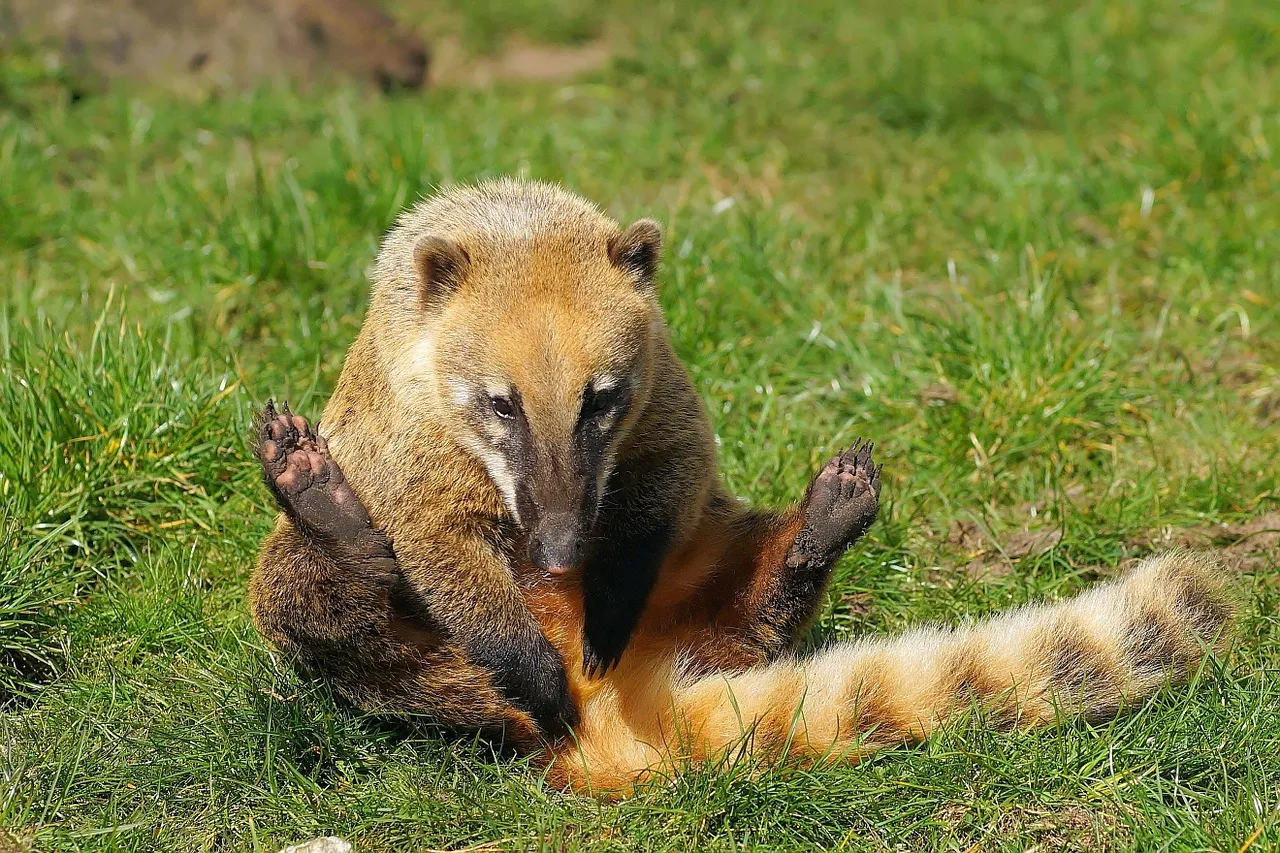 Coati.jpg