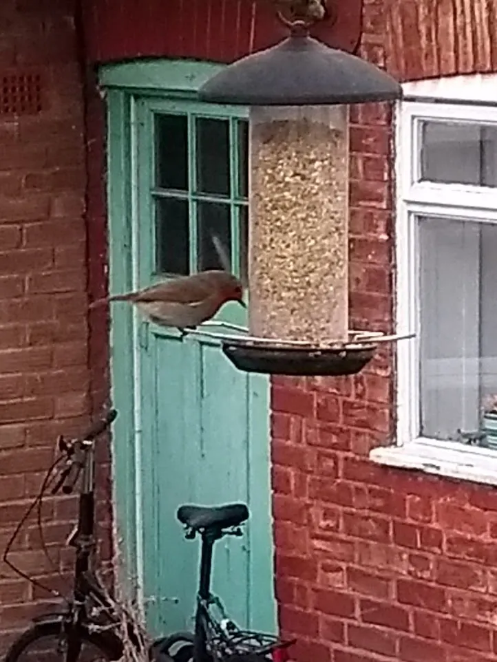 Robin