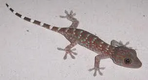 GECKO.png