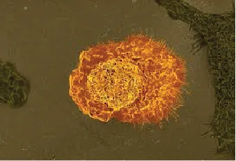 A Macrophage