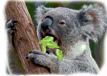 koala.gif