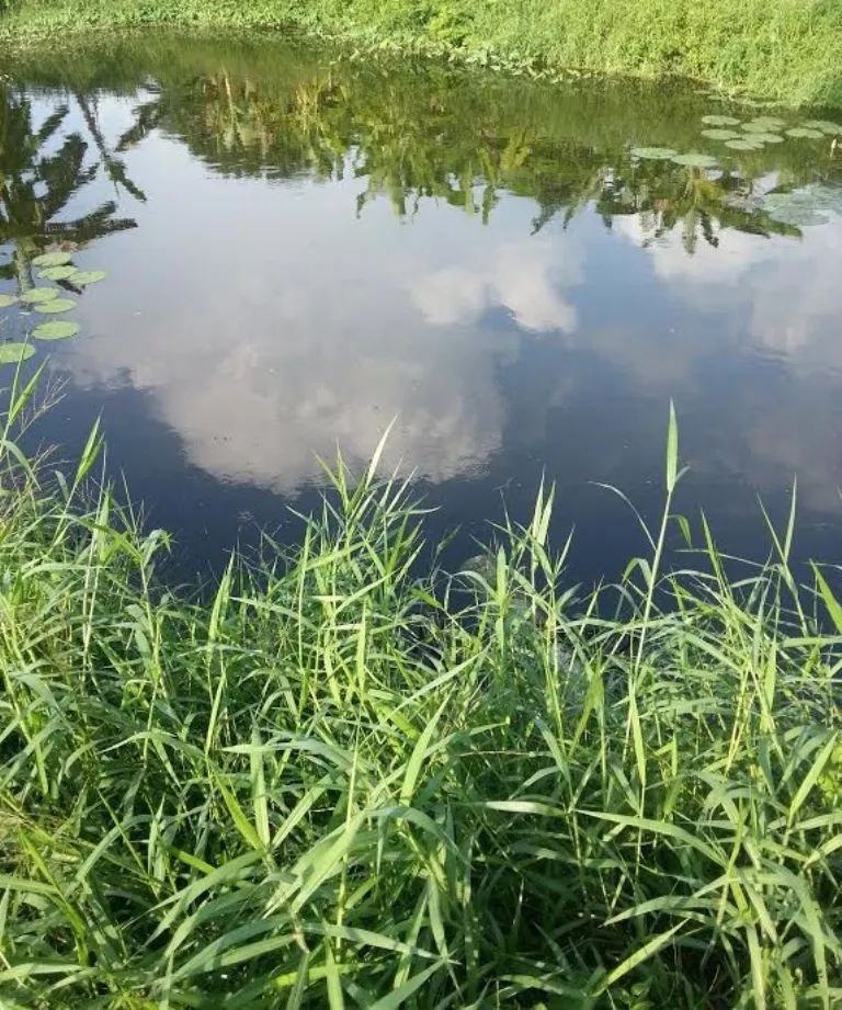 pond1.jpg